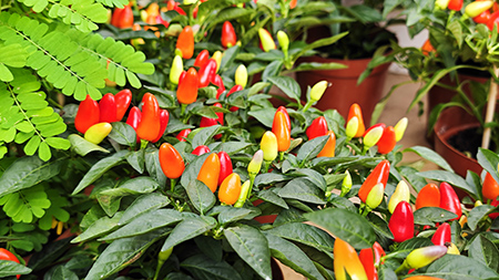 IM������(�й���)�ٷ���վ -APP����