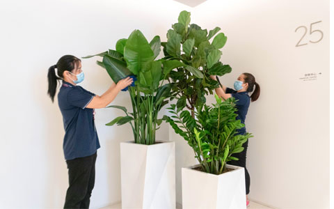 IM体育园林人物 | 唯品会最具匠心养花师王燕