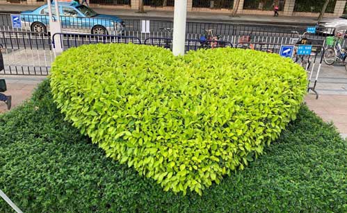 贸易中心绿化养护