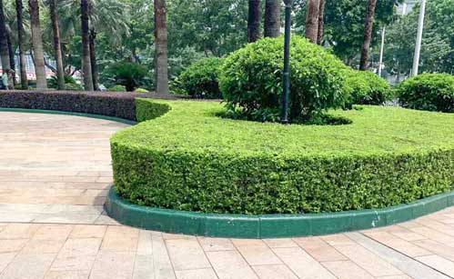 贸易中心绿化养护