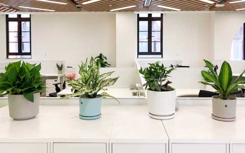 办公室室内植物怎么养？爱花的你千万不要错过