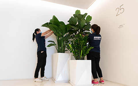 IM体育园林：适合摆放办公室的绿色植物