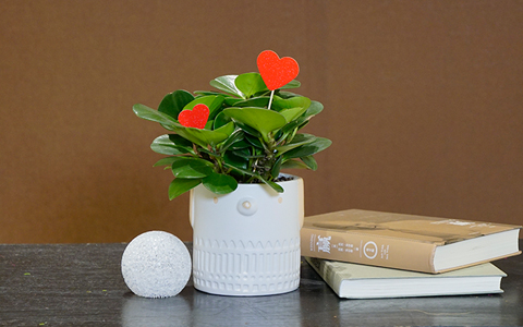 IM体育康养景观与花圃景观有机结合，助力幸福指数飙升!