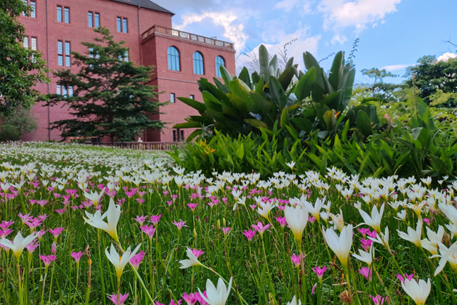 东莞东松山湖园区养护案例