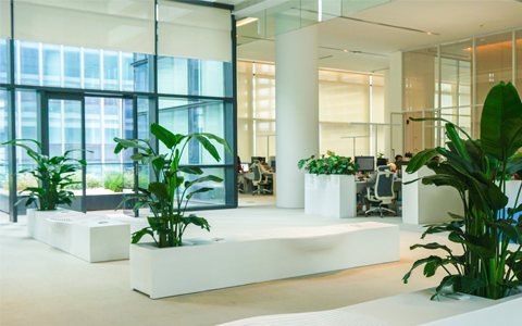 IM体育园林办公室绿植摆放讲求、风水,你有必要知路!