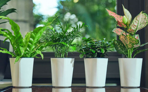 ��ֲ����ר�ң��ļ���������֪ʶ«����������Ƥ����ˮ�׼���