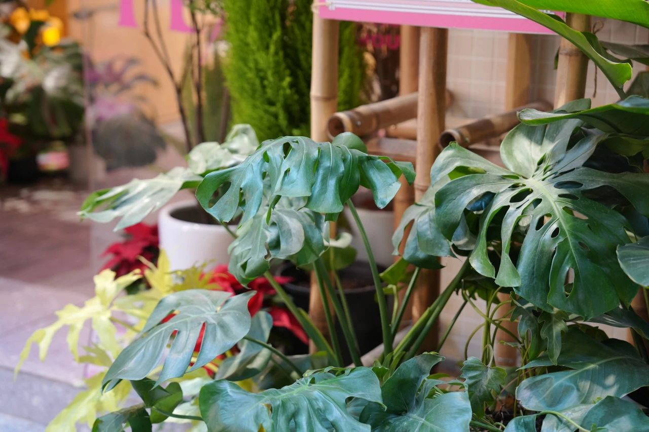 IM体育·(中国区)官方网站 -APP下载