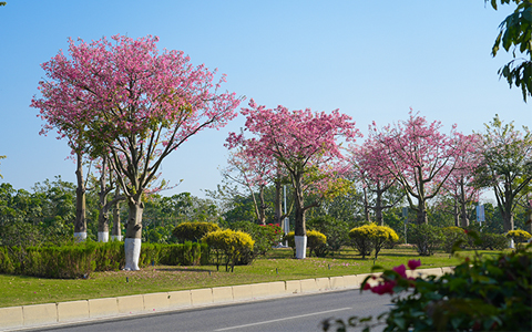 IM����԰�������ո۾���������··�̻����������Ŷ�������