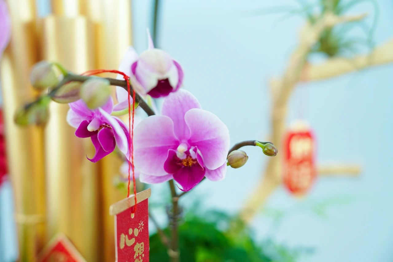 IM体育·(中国区)官方网站 -APP下载