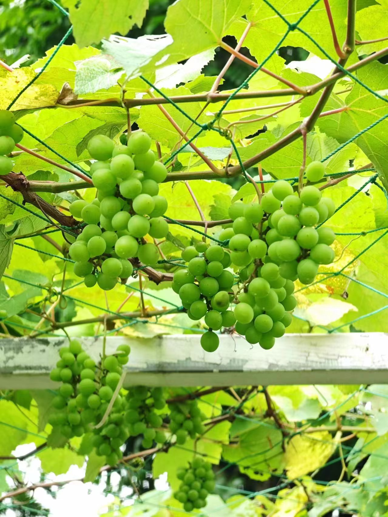 IM������(�й���)�ٷ���վ -APP����