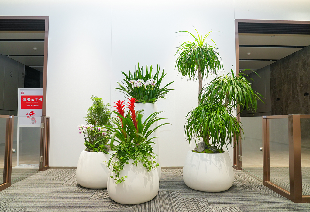 名创优品室内绿植租摆