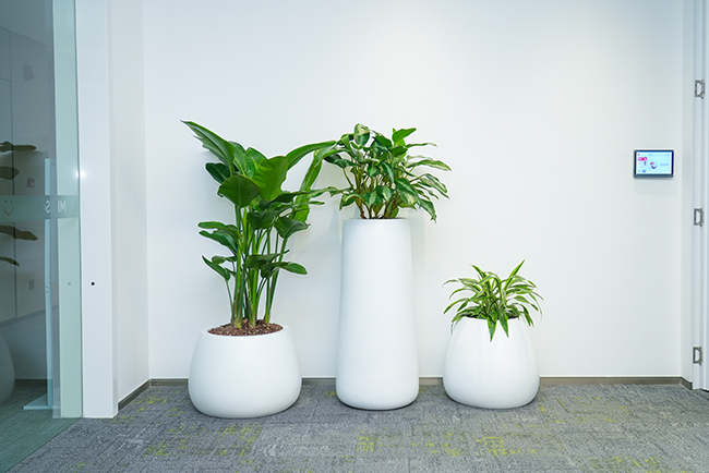 名创优品室内绿植租摆