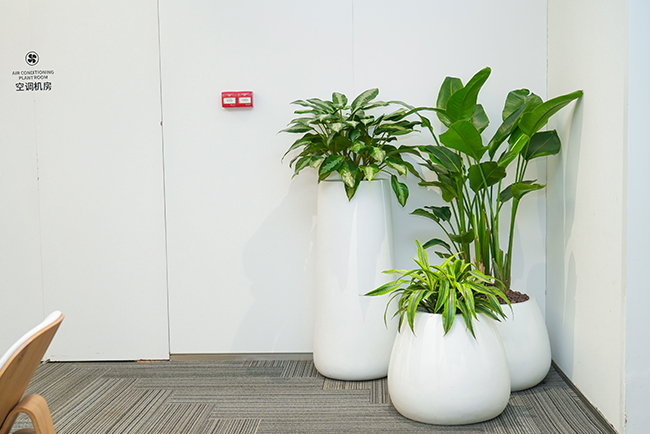 名创优品室内绿植租摆