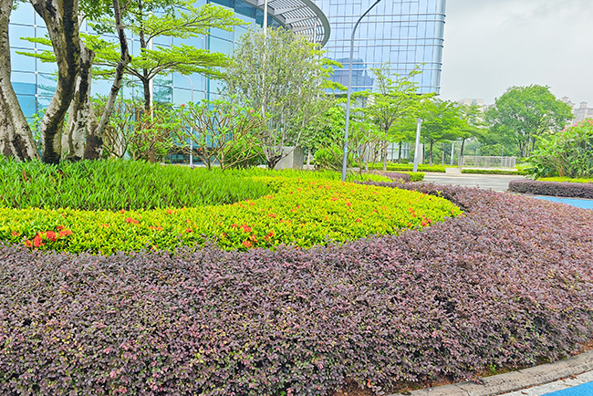 华为南方工厂园林绿化养护