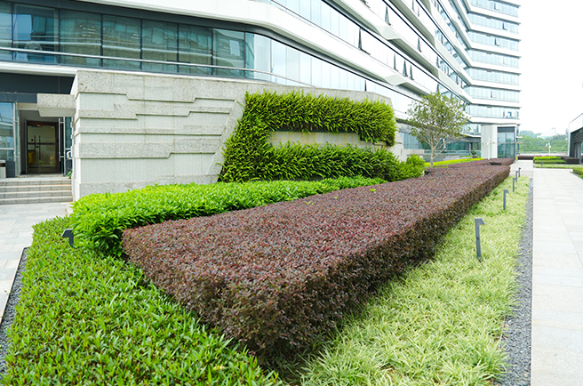 广州越秀国际会议中心绿化养护