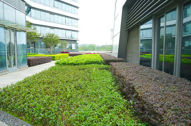 广州越秀国际会议中心绿化养护