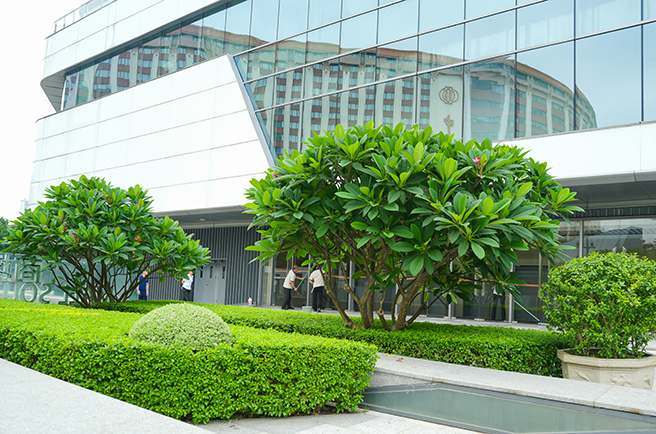 广州越秀国际会议中心绿化养护
