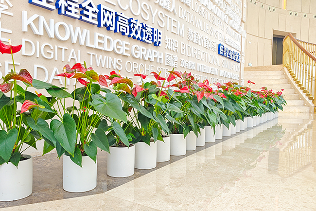 办公室植物租赁