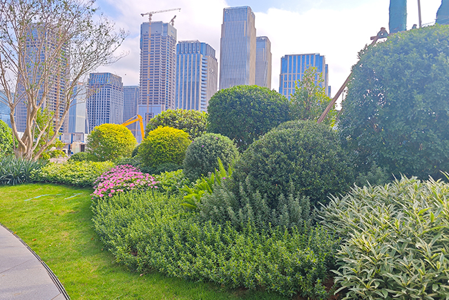 市政公园绿化养护