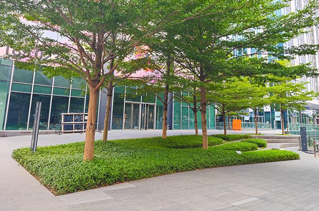 广州建华广场绿化养护&绿植租摆